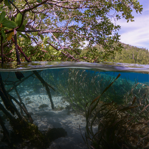 Blue Carbon Restoration and Carbon Sequestration